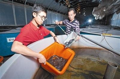 稚富水产首创室内鳗鱼养殖技术,开放业者加盟.
