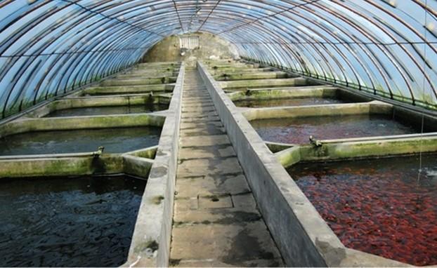 新型的水产养殖水体杀菌剂预防水产生物病害的关键