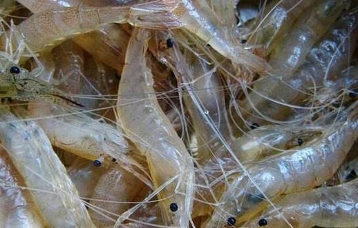 养殖方法,售价高,低氧抗逆能力强的脊尾白虾将会是下一个水产养殖新贵