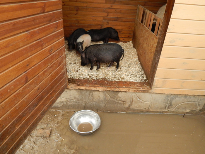 集团猪那看起来健康的当地的东盟猪农场牲畜