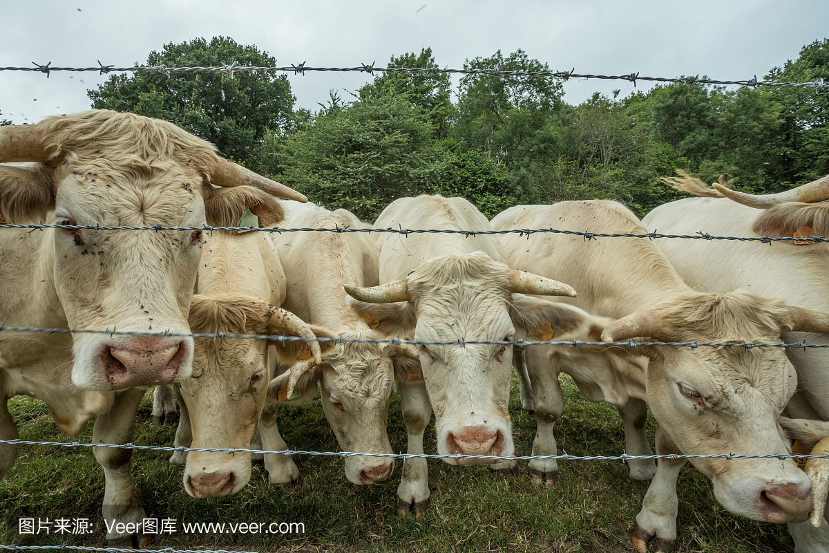 法国诺曼底,阳光明媚的一天,牛群在绿色的草地上吃草。养牛,工业农业理念。夏季田园景观,牧场供家畜饲养。